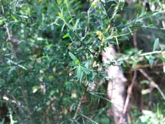 Genista falcata