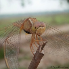 Crocothemis servilia