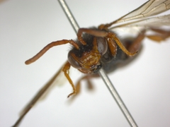 Nomada