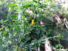 Genista falcata