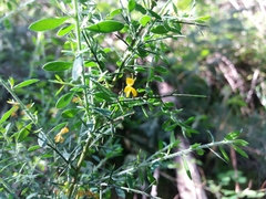 Genista falcata