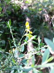 Genista falcata