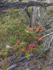 Leptecophylla oxycedrus