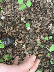 Coprosma crassifolia