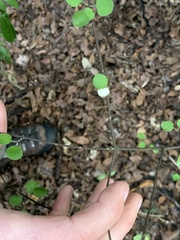 Coprosma crassifolia