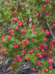 Leptecophylla oxycedrus