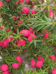 Leptecophylla oxycedrus