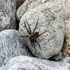 Dolomedes aquaticus