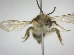 Andrena