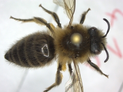 Colletes cunicularius