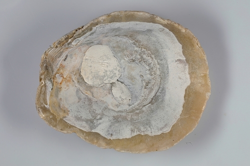 Pododesmus patelliformis