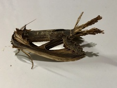 Tarsolepis remicauda