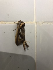 Tarsolepis remicauda