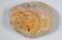 Pododesmus patelliformis