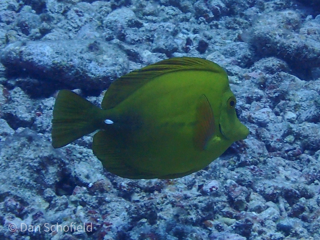 Brushtail Tang