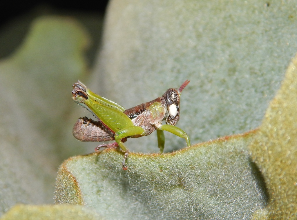 Lophothericles flavifrons