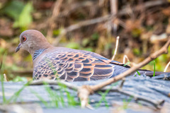 Streptopelia orientalis orientalis