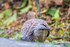 Streptopelia orientalis orientalis