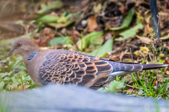 Streptopelia orientalis orientalis