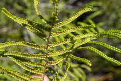 Gleichenia microphylla