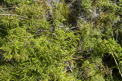 Gleichenia microphylla