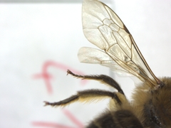Colletes cunicularius