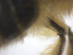 Colletes cunicularius