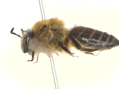 Colletes cunicularius
