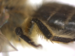 Colletes cunicularius