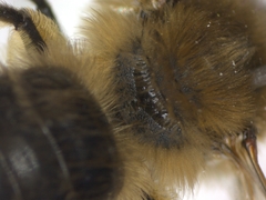 Colletes cunicularius