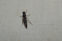Schoutedenomyia antennata