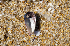 Brachidontes rostratus