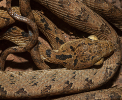 Boiga beddomei