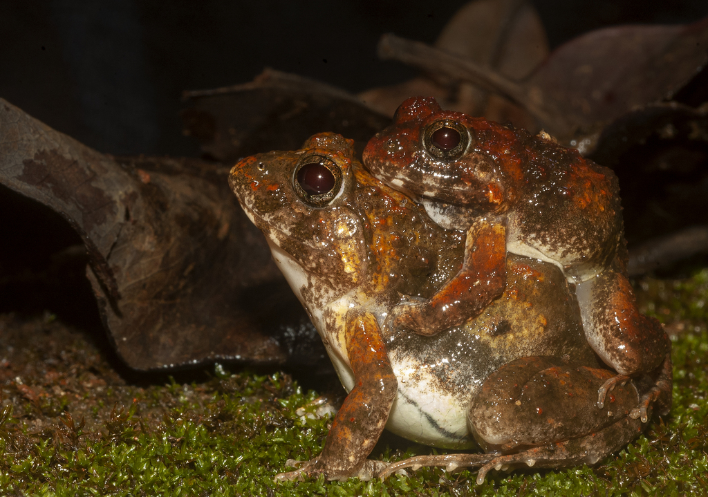 Cepf Burrowing Frog