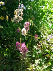 Castilleja parviflora olympica