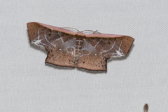 Tessarotis rubrata