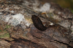 Pseudaneitea