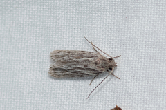 Phloeograptis obliquata