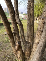 Maclura tricuspidata