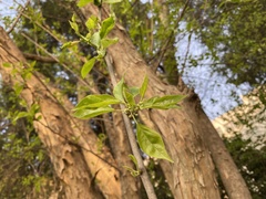 Maclura tricuspidata
