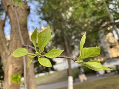 Maclura tricuspidata