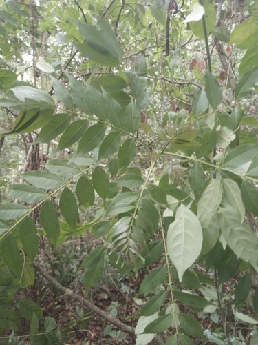 sand knobwood (Zanthoxylum leprieurii)