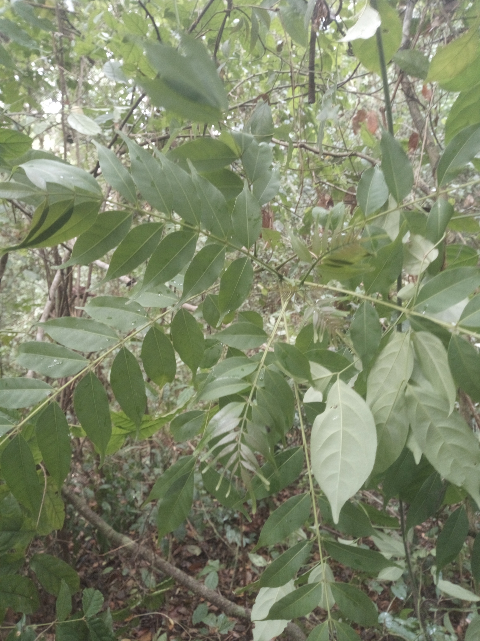 Sand Knobwood (Zanthoxylum leprieurii)