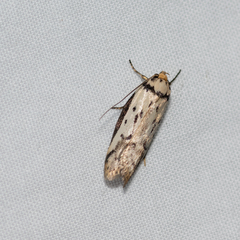 Philobota thiocrossa