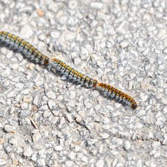 Thaumetopoea pityocampa