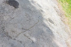 Thaumetopoea pityocampa