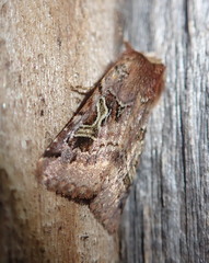 Cerastis enigmatica
