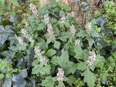 Ajuga decumbens