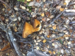 Austropaxillus squarrosus