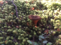 Austropaxillus squarrosus